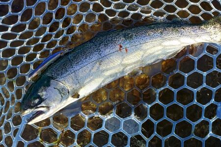 １０匹／ｈ超　～フィッシングパーク高島の泉～